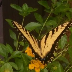 Meet your Posher, Williams